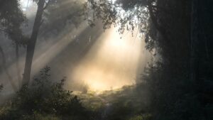 Identifying Emotional Flashback Triggers in CPTSD