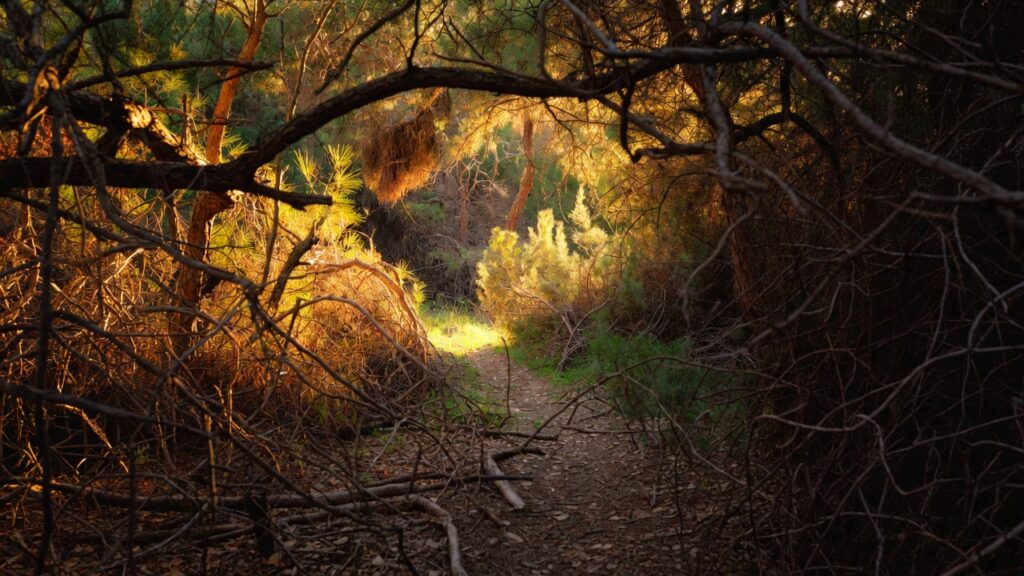 Tangled paths untangling: PTSD ADHD comorbidity journey metaphor