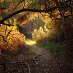 PTSD and ADHD: Comorbid Overlap